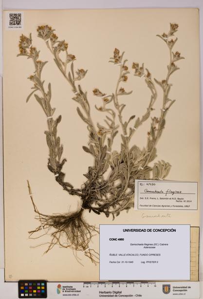 Gamochaeta filaginea [Espécimen: UDEC:CONC:0004950]