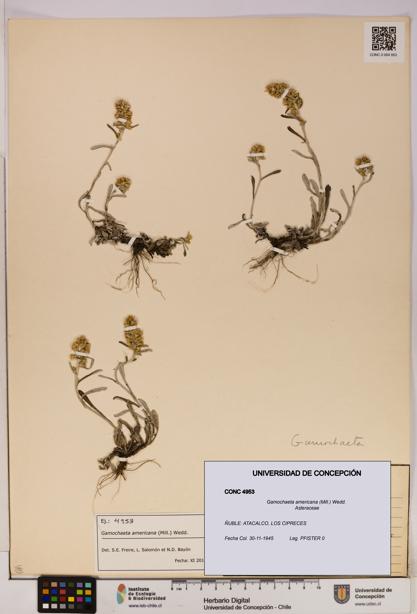 Gamochaeta americana [Espécimen: UDEC:CONC:0004953]