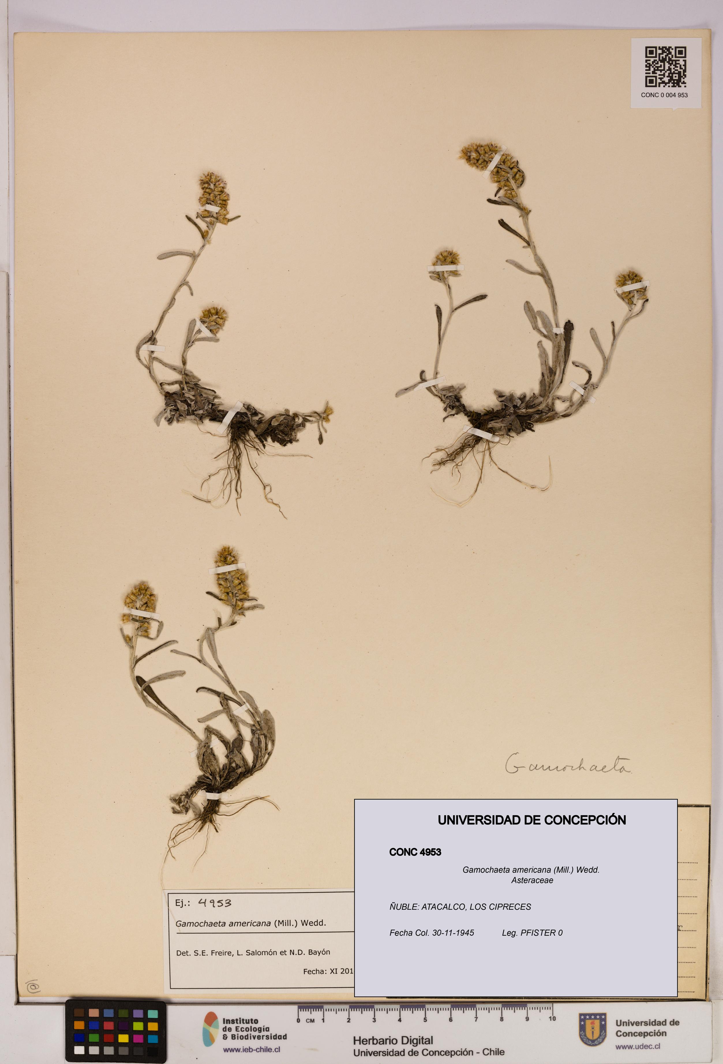 Gamochaeta americana [Espécimen: UDEC:CONC:0004953]