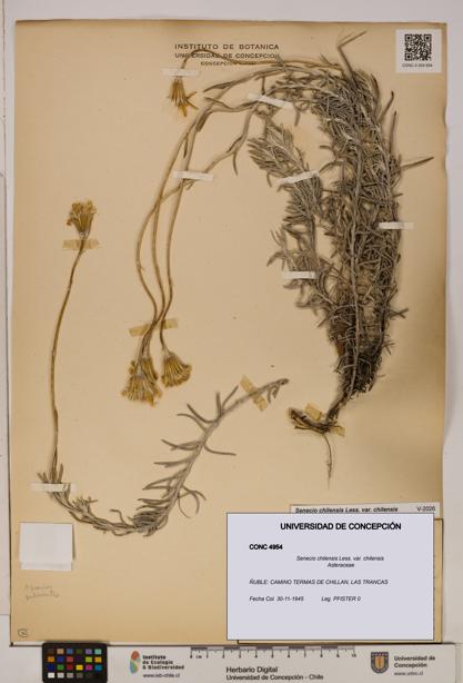Senecio chilensis var. chilensis [Espécimen: UDEC:CONC:0004954]