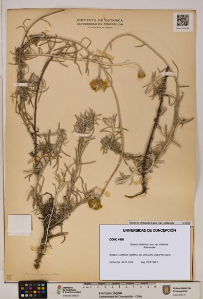 Senecio chilensis var. chilensis [Espécimen: UDEC:CONC:0004955]