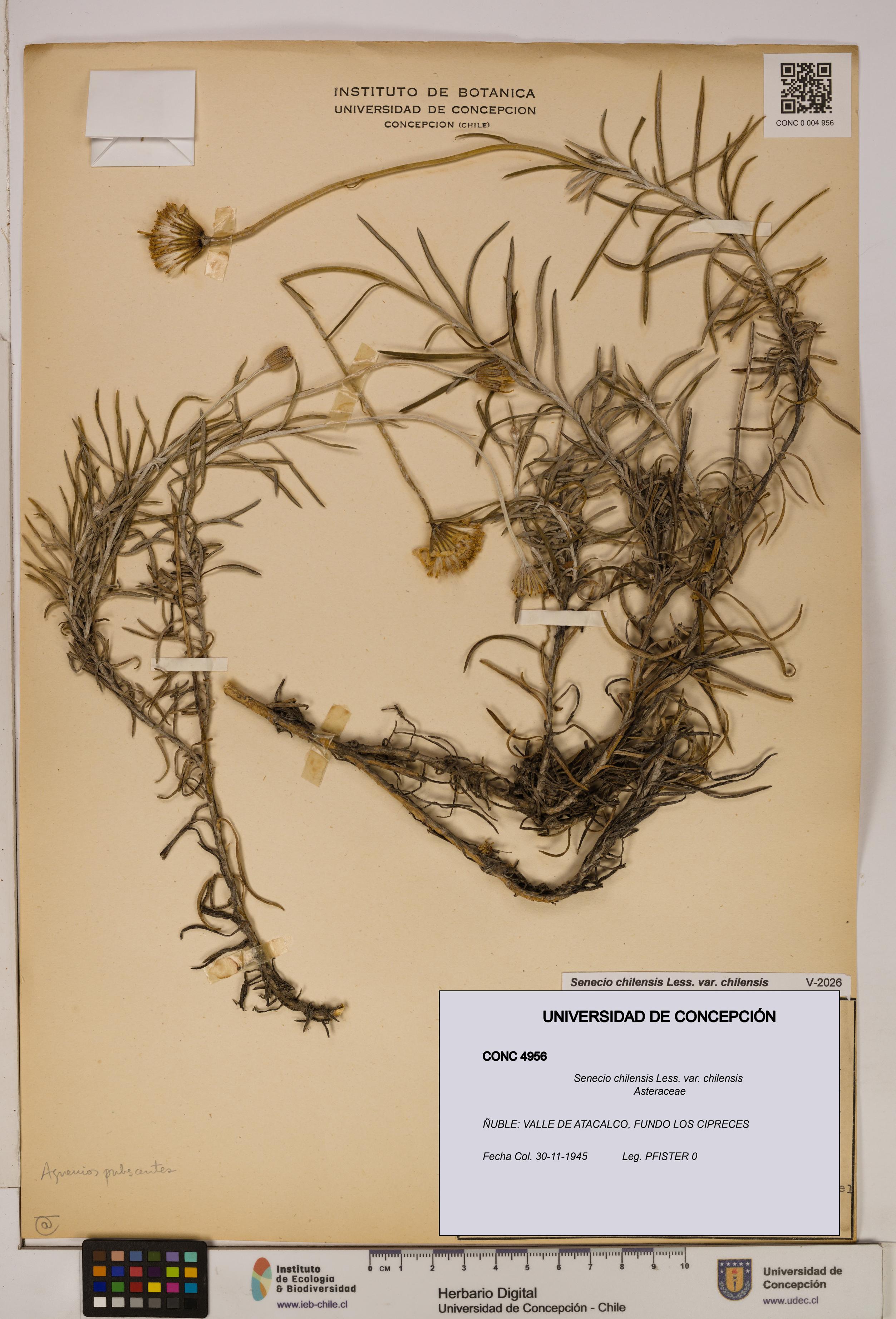 Senecio chilensis var. chilensis [Espécimen: UDEC:CONC:0004956]