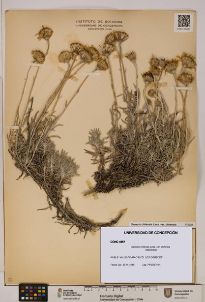 Senecio chilensis var. chilensis [Espécimen: UDEC:CONC:0004957]