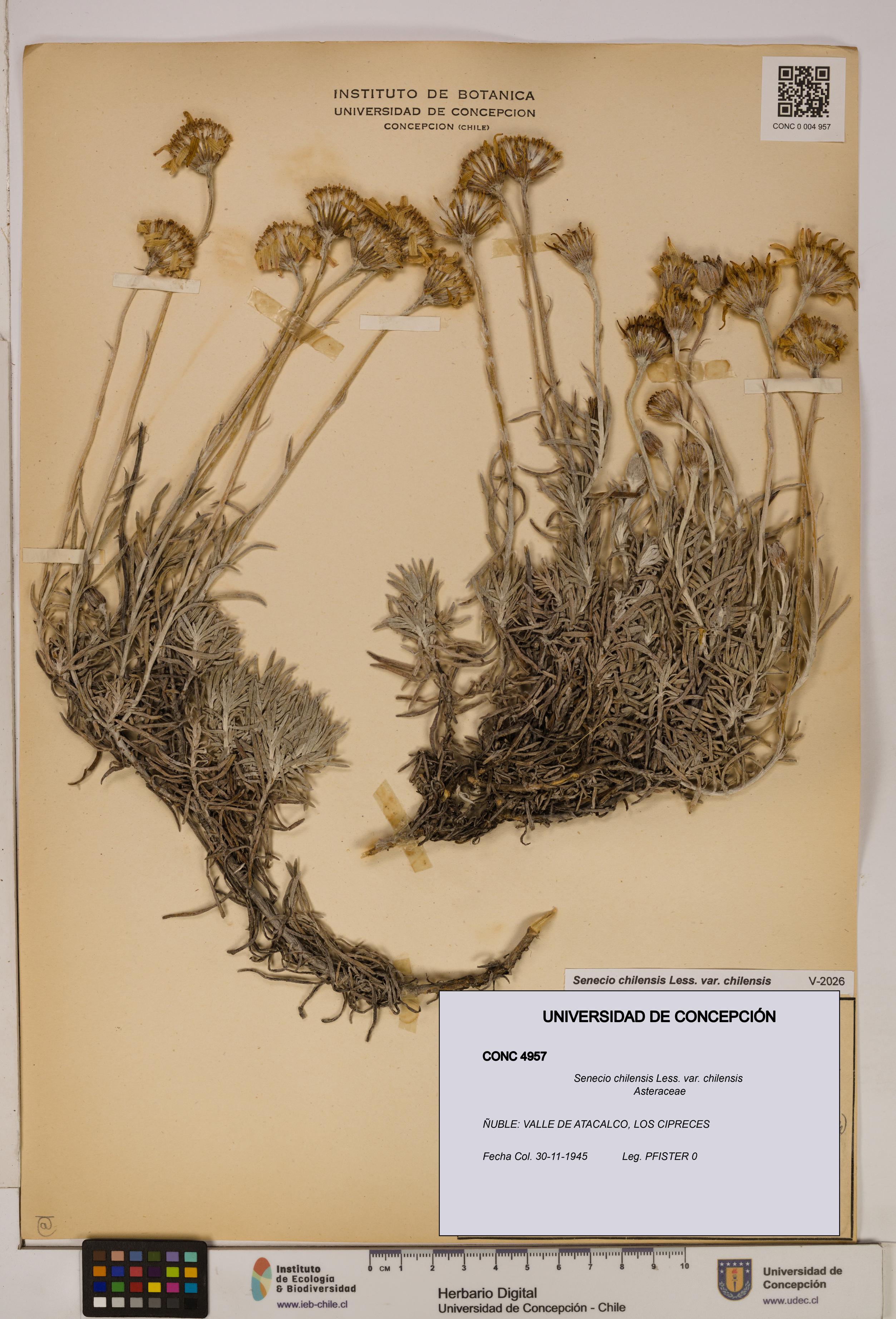 Senecio chilensis var. chilensis [Espécimen: UDEC:CONC:0004957]