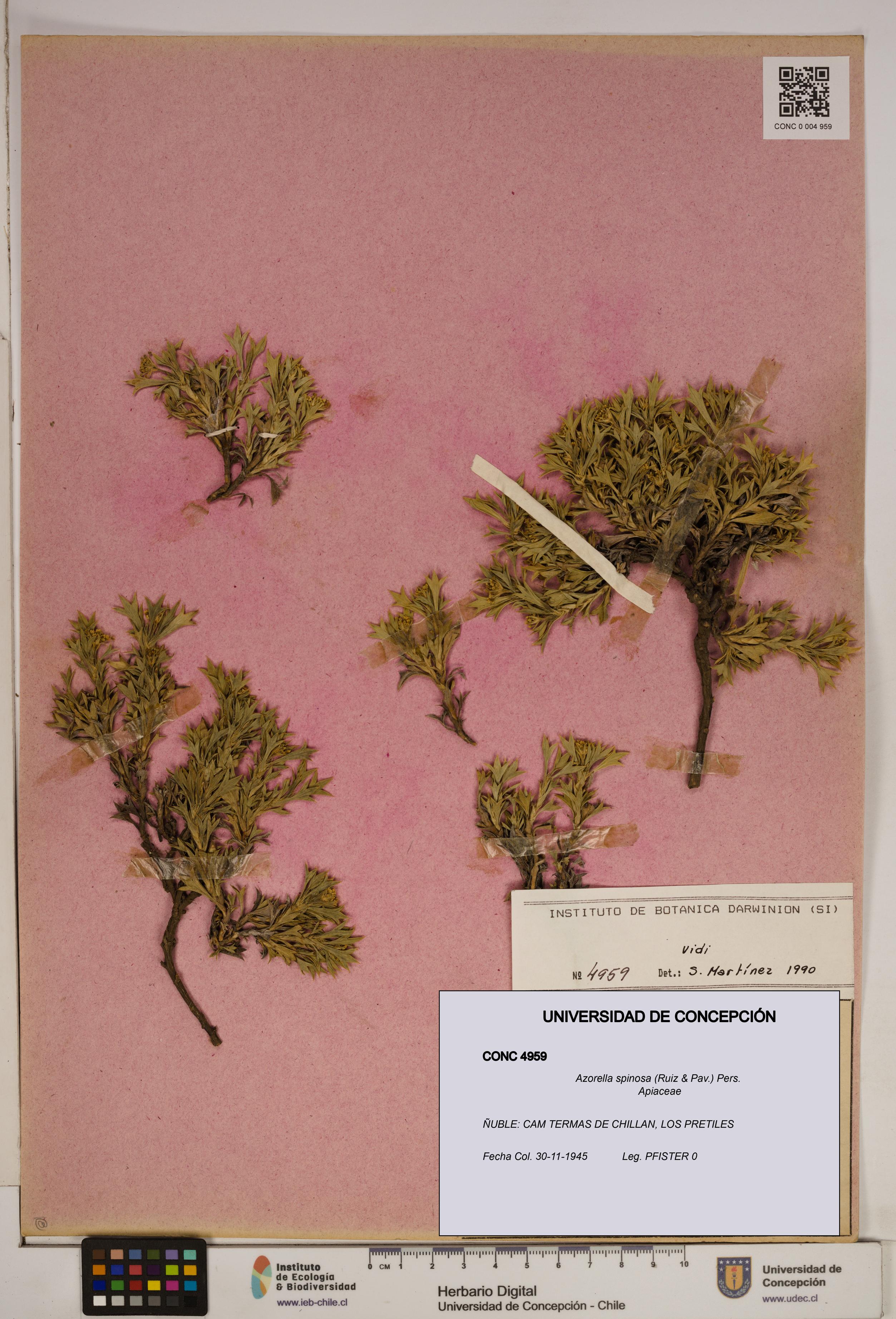 Azorella spinosa [Espécimen: ]