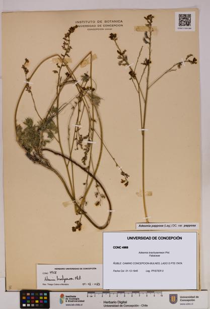 Adesmia brachysemeon [Espécimen: UDEC:CONC:0004968]