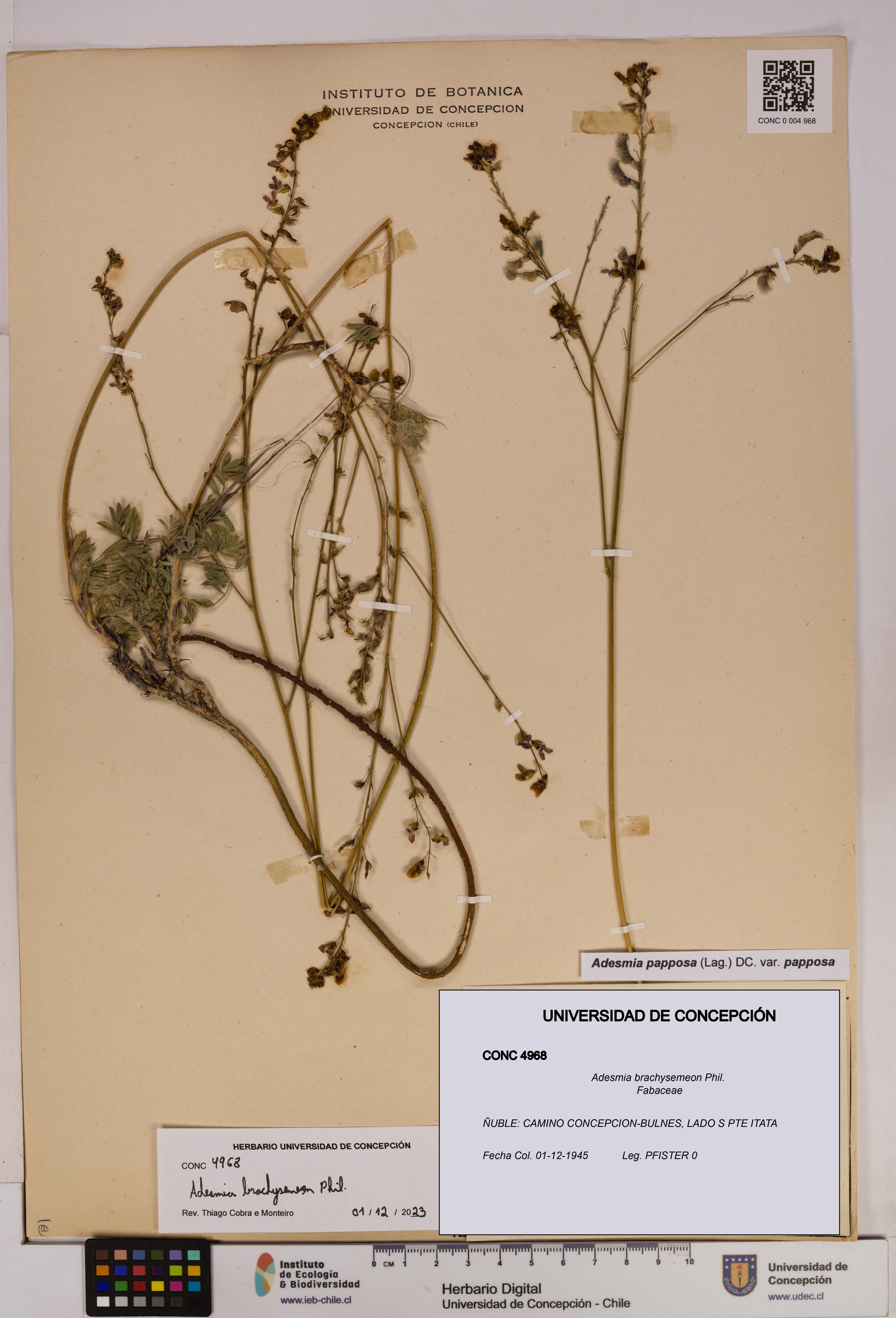 Adesmia brachysemeon [Espécimen: UDEC:CONC:0004968]