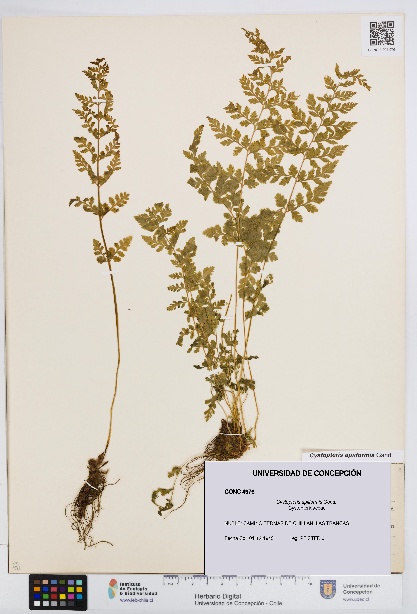 Cystopteris apiiformis [Espécimen: UDEC:CONC:0004976]