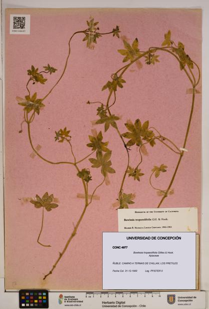 Bowlesia tropaeolifolia [Espécimen: ]