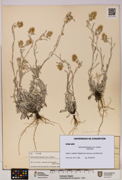 Gamochaeta falcata [Espécimen: UDEC:CONC:0004978]