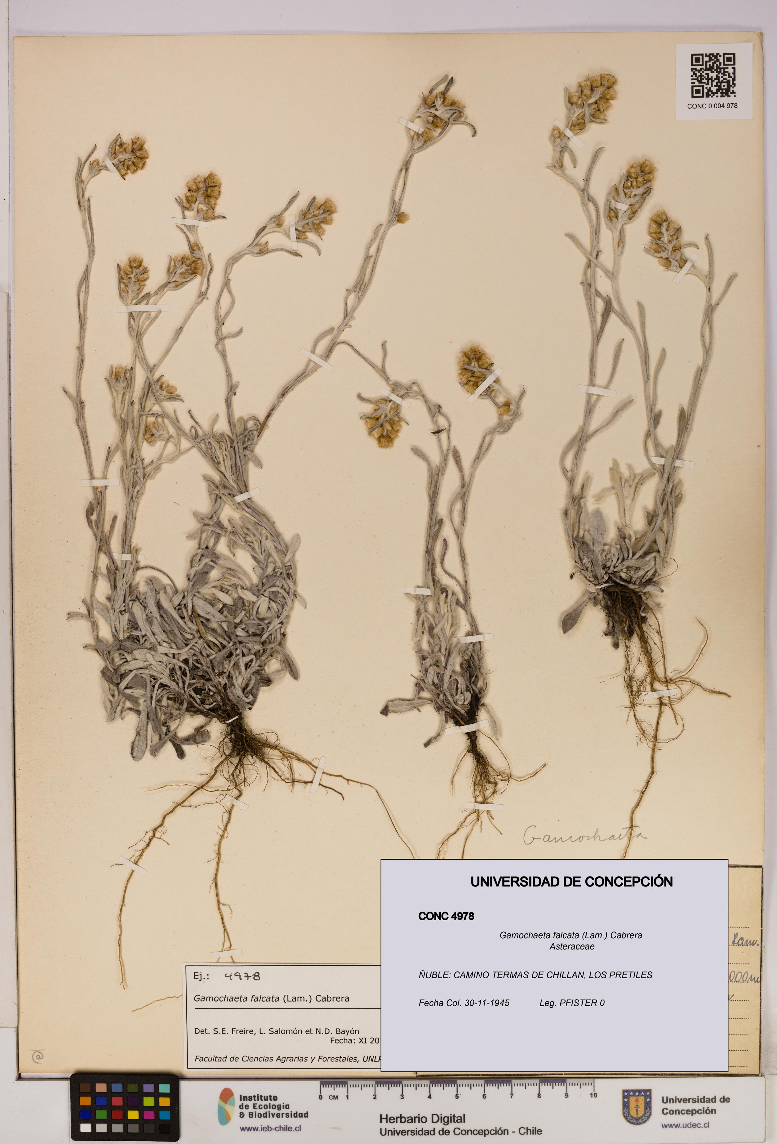 Gamochaeta falcata [Espécimen: UDEC:CONC:0004978]