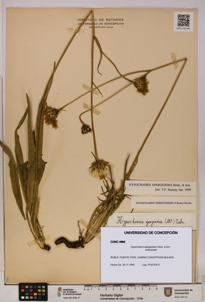 Hypochaeris apargioides [Espécimen: UDEC:CONC:0004986]