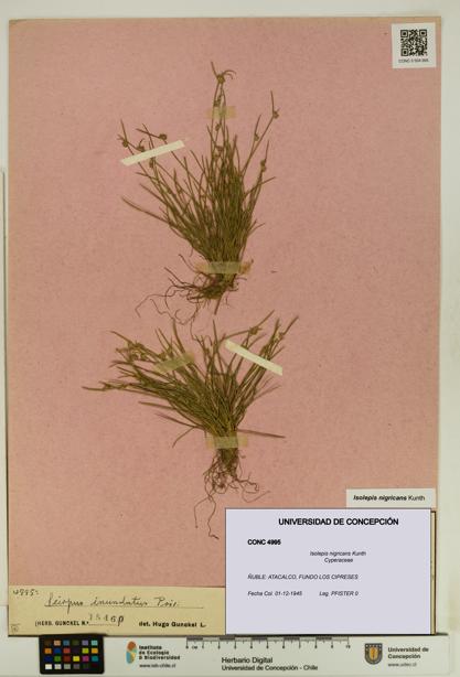 Isolepis nigricans [Espécimen: UDEC:CONC:0004995]