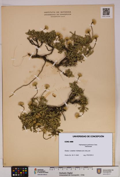 Haplopappus glutinosus [Espécimen: UDEC:CONC:0004996]