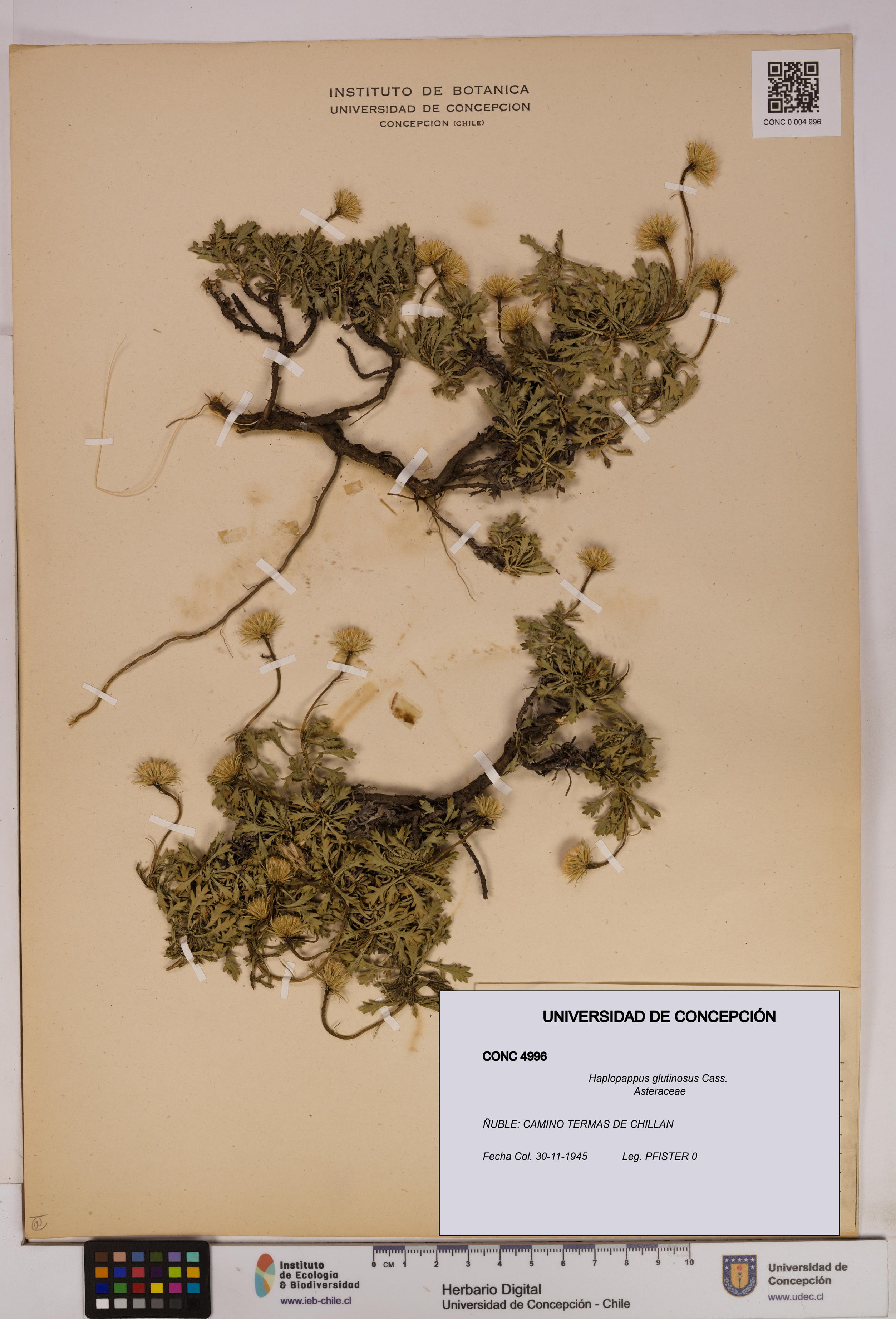 Haplopappus glutinosus [Espécimen: UDEC:CONC:0004996]