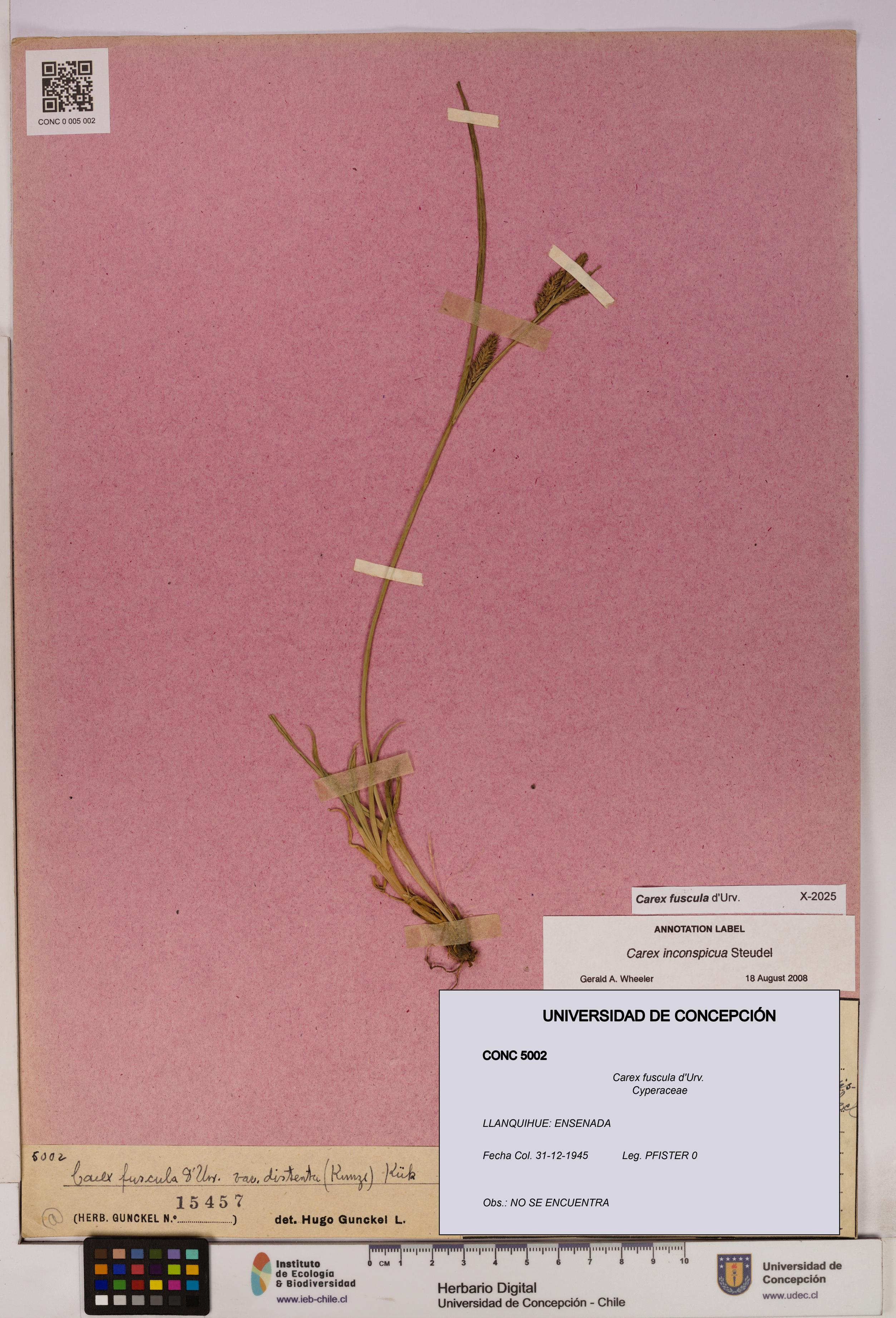 Carex fuscula [Espécimen: UDEC:CONC:0005002]