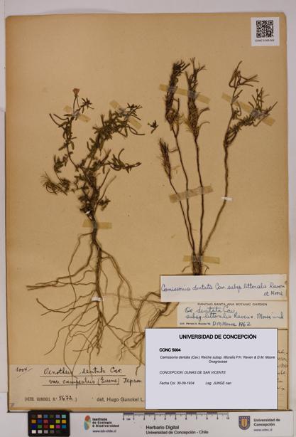 Camissonia dentata subsp. littoralis [Espécimen: UDEC:CONC:0005004]