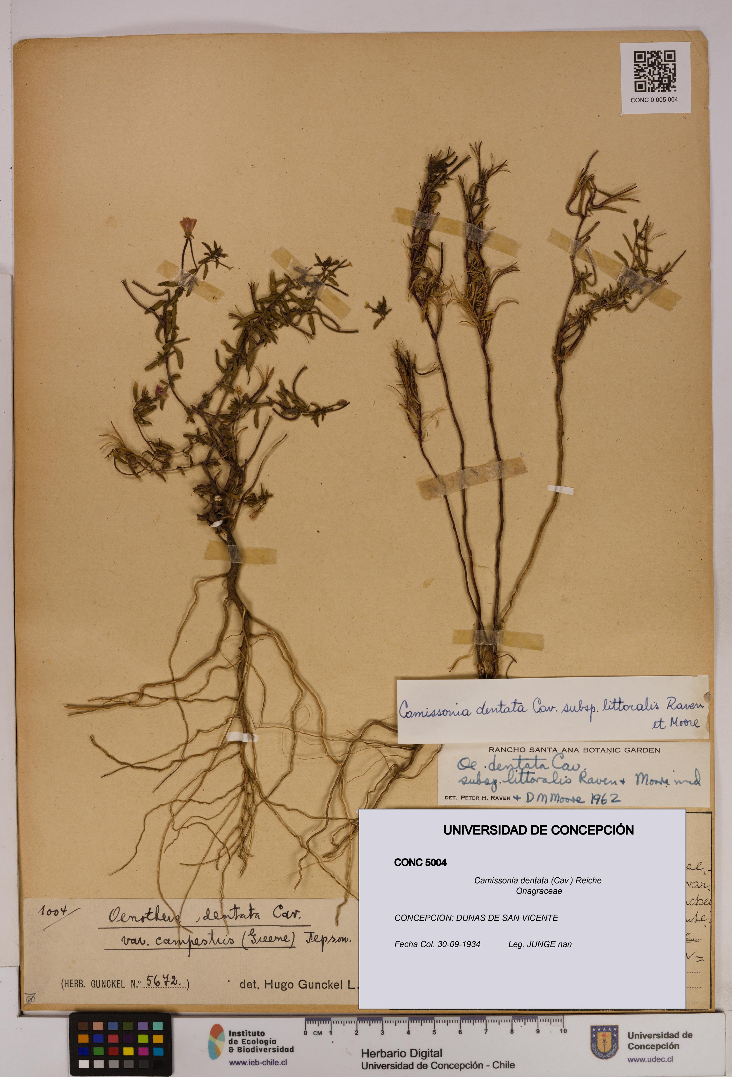 Camissonia dentata [Espécimen: UDEC:CONC:0005004]