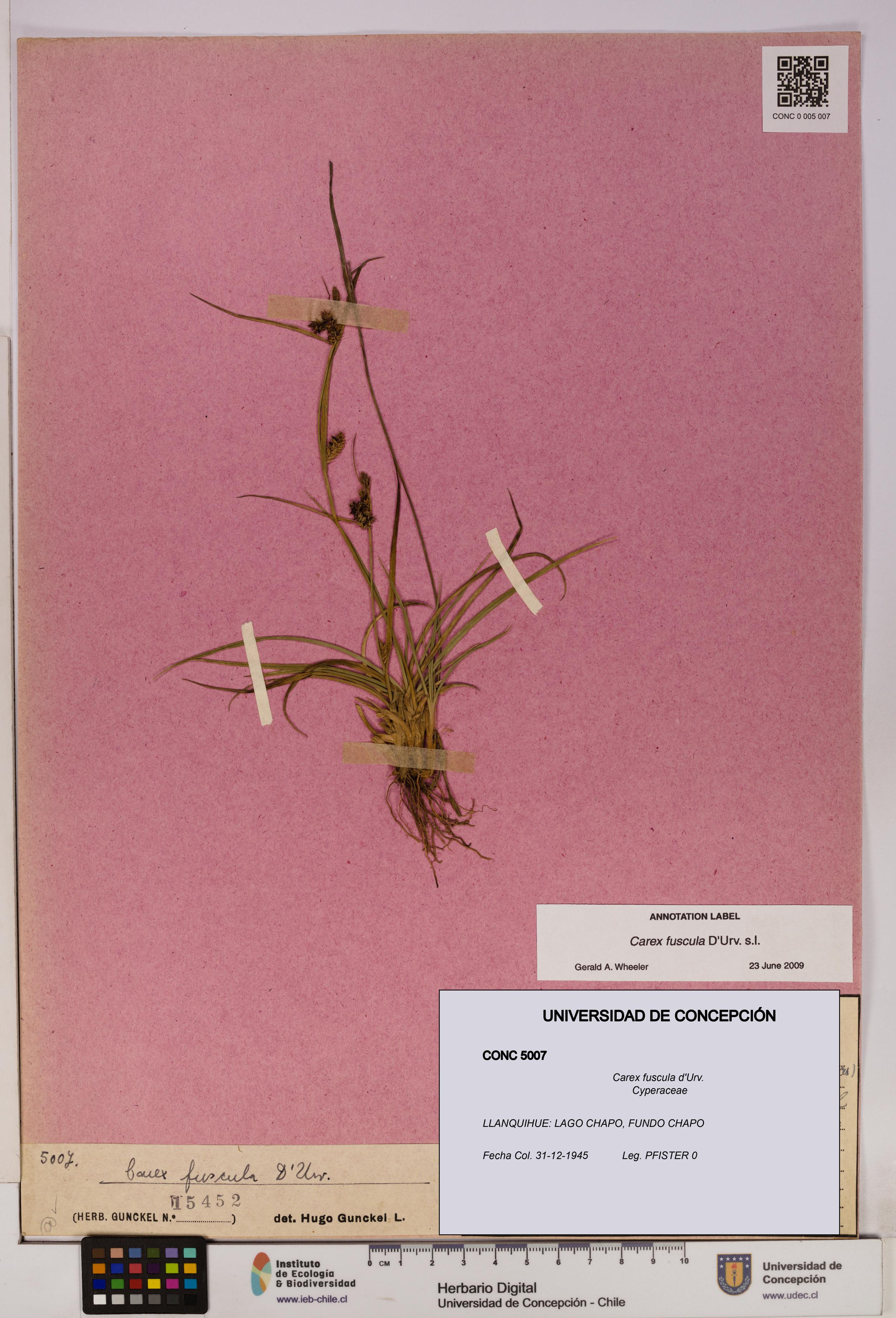 Carex fuscula [Espécimen: UDEC:CONC:0005007]