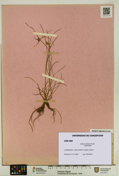 Isolepis nigricans [Espécimen: UDEC:CONC:0005008]