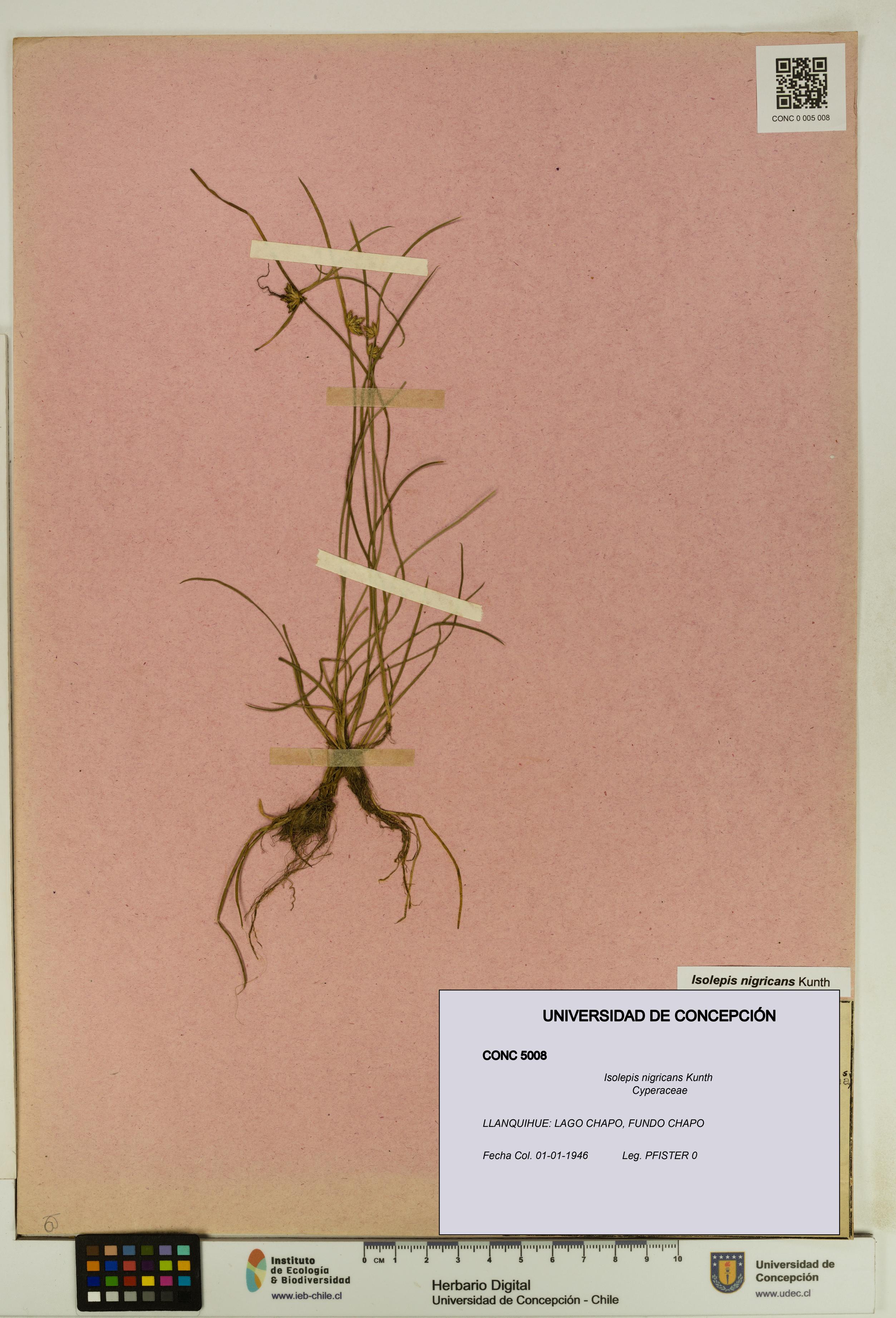 Isolepis nigricans [Espécimen: UDEC:CONC:0005008]