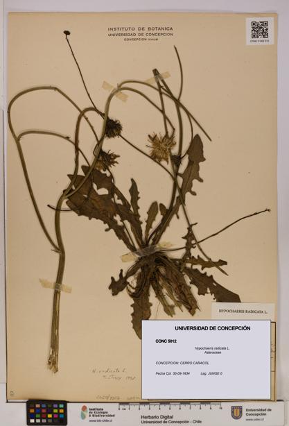 Hypochaeris radicata [Espécimen: UDEC:CONC:0005012]