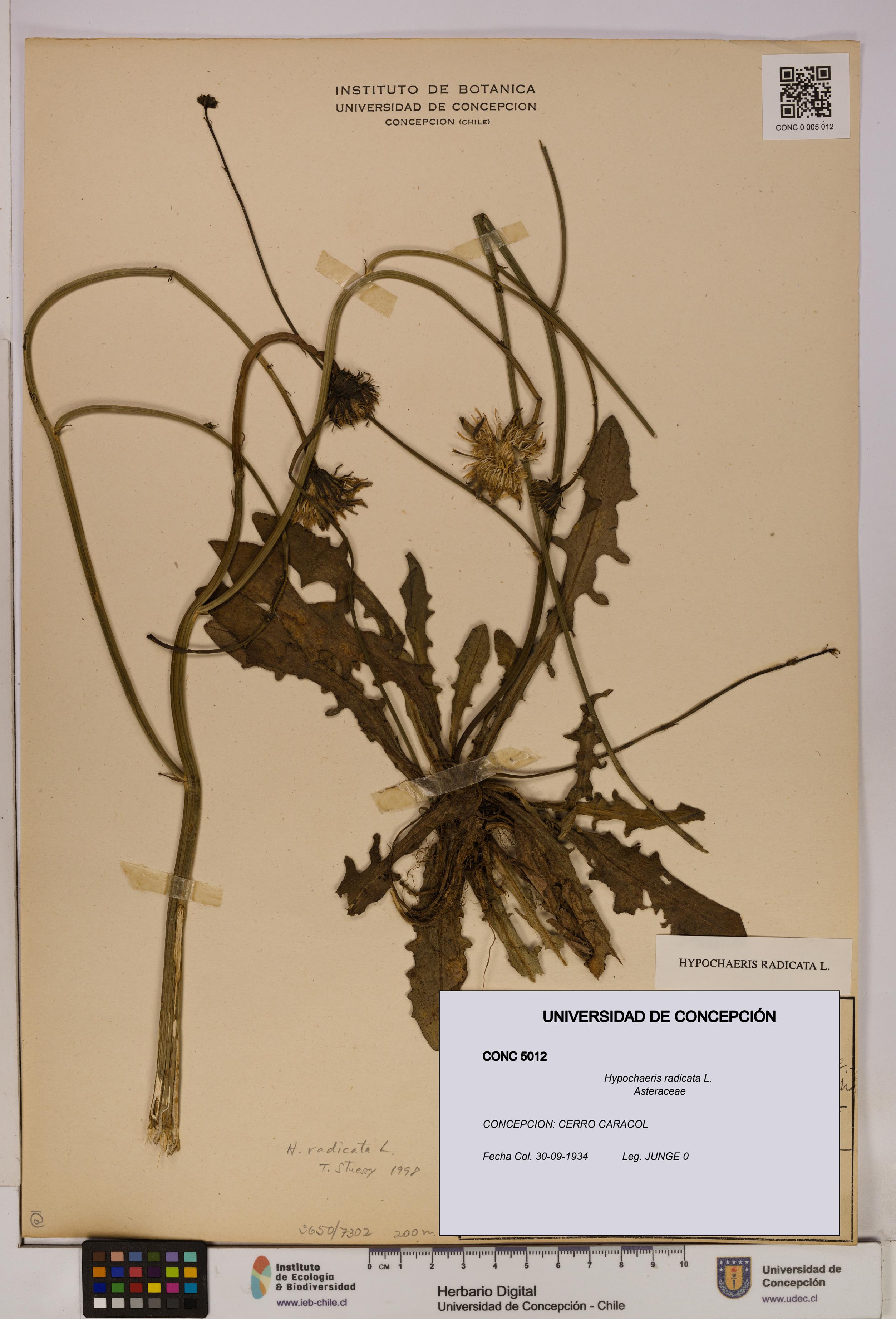 Hypochaeris radicata [Espécimen: UDEC:CONC:0005012]