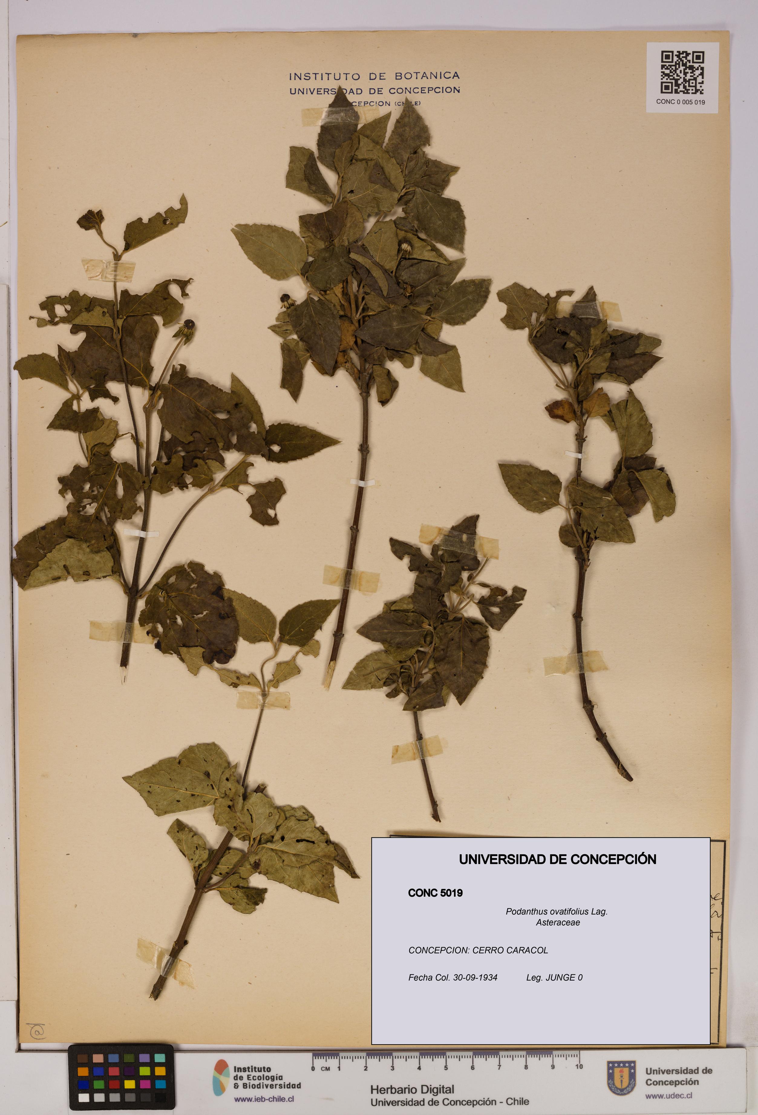 Podanthus ovatifolius [Espécimen: ]