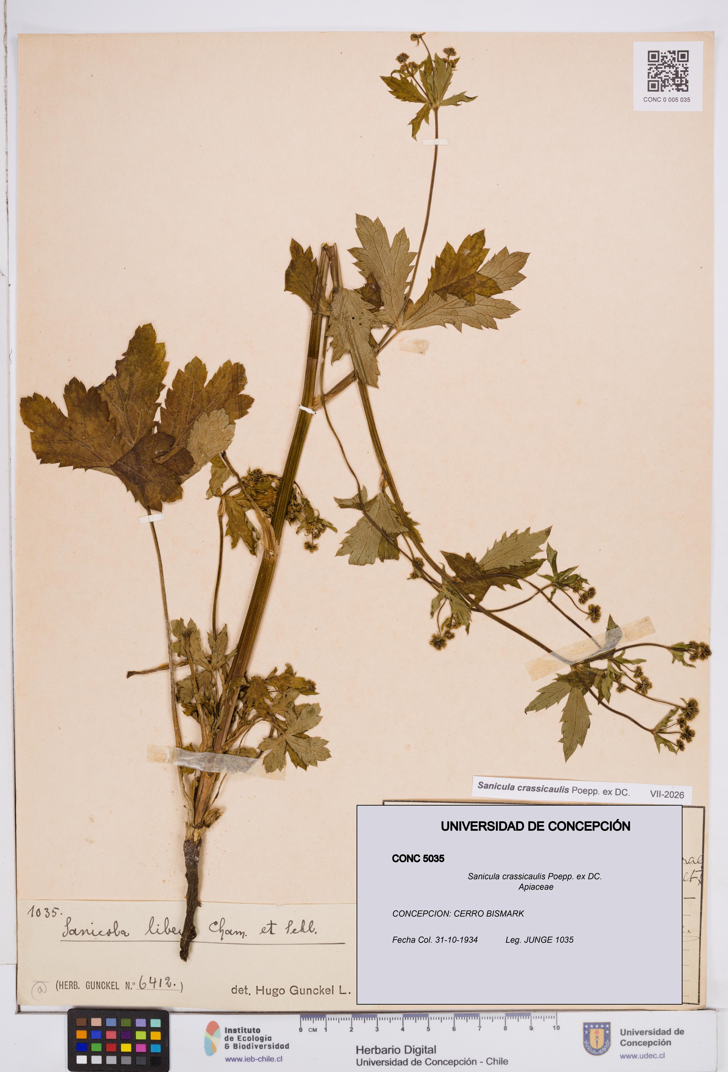 Sanicula crassicaulis [Espécimen: ]