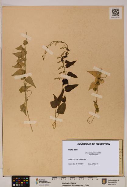 Dioscorea pencana [Espécimen: ]