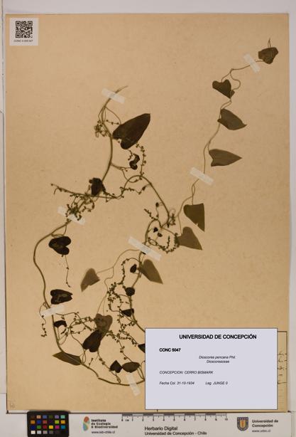 Dioscorea pencana [Espécimen: ]