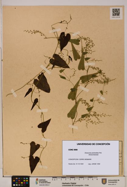 Dioscorea pedicellata [Espécimen: ]