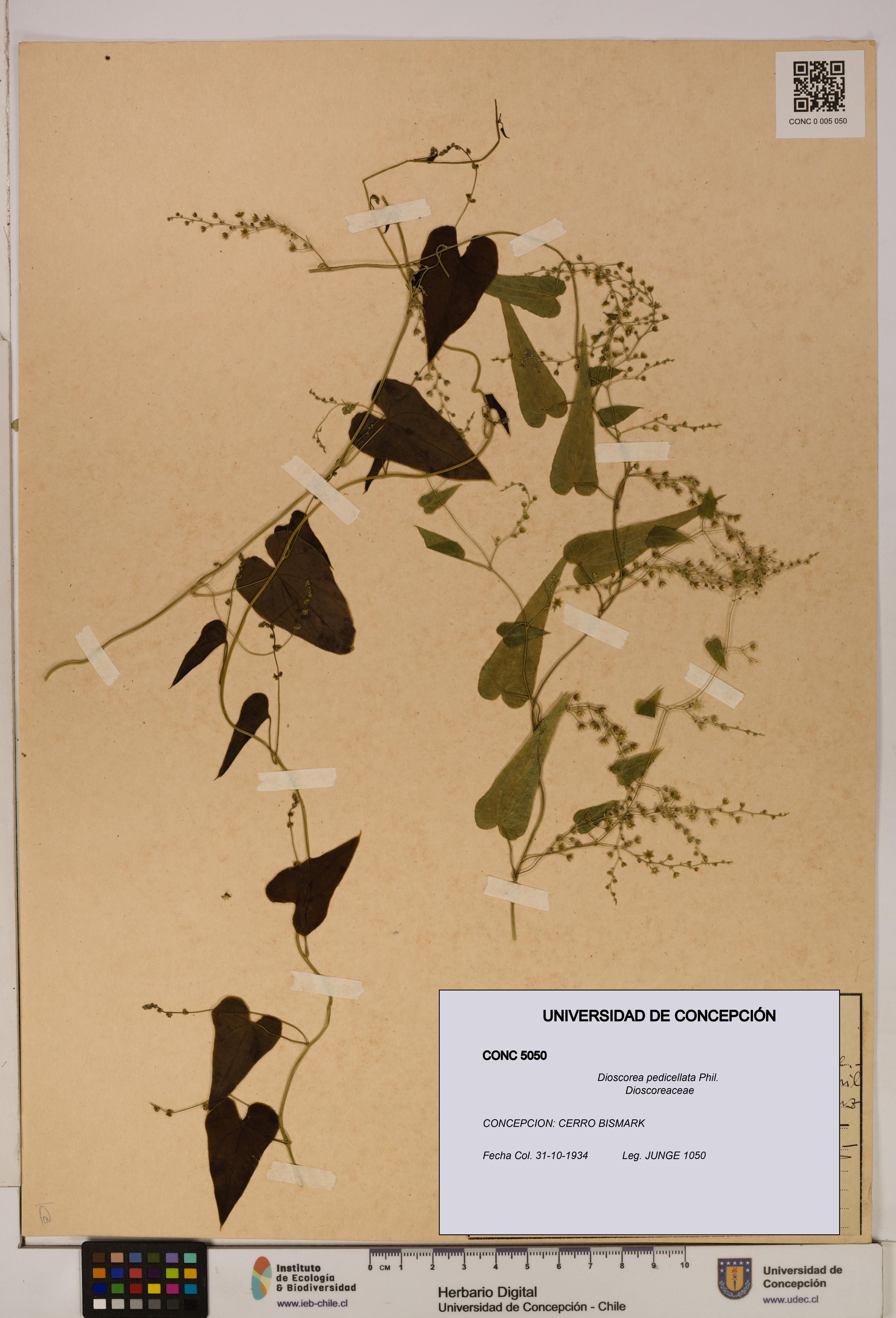 Dioscorea pedicellata [Espécimen: ]