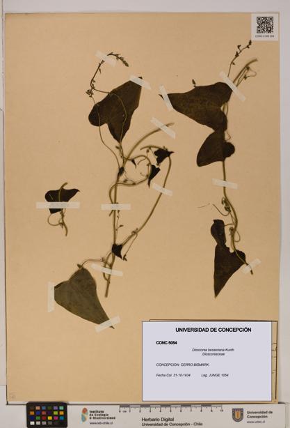 Dioscorea besseriana [Espécimen: ]