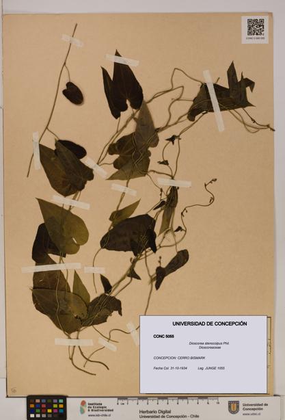Dioscorea stenocolpus [Espécimen: ]