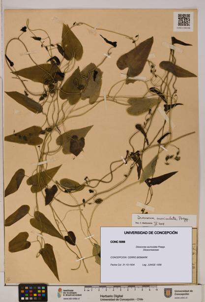 Dioscorea auriculata [Espécimen: ]