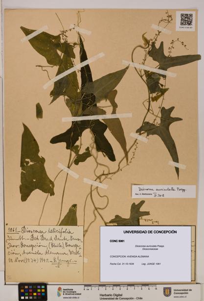 Dioscorea auriculata [Espécimen: ]