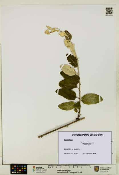 Proustia pyrifolia [Espécimen: UDEC:CONC:0005080]