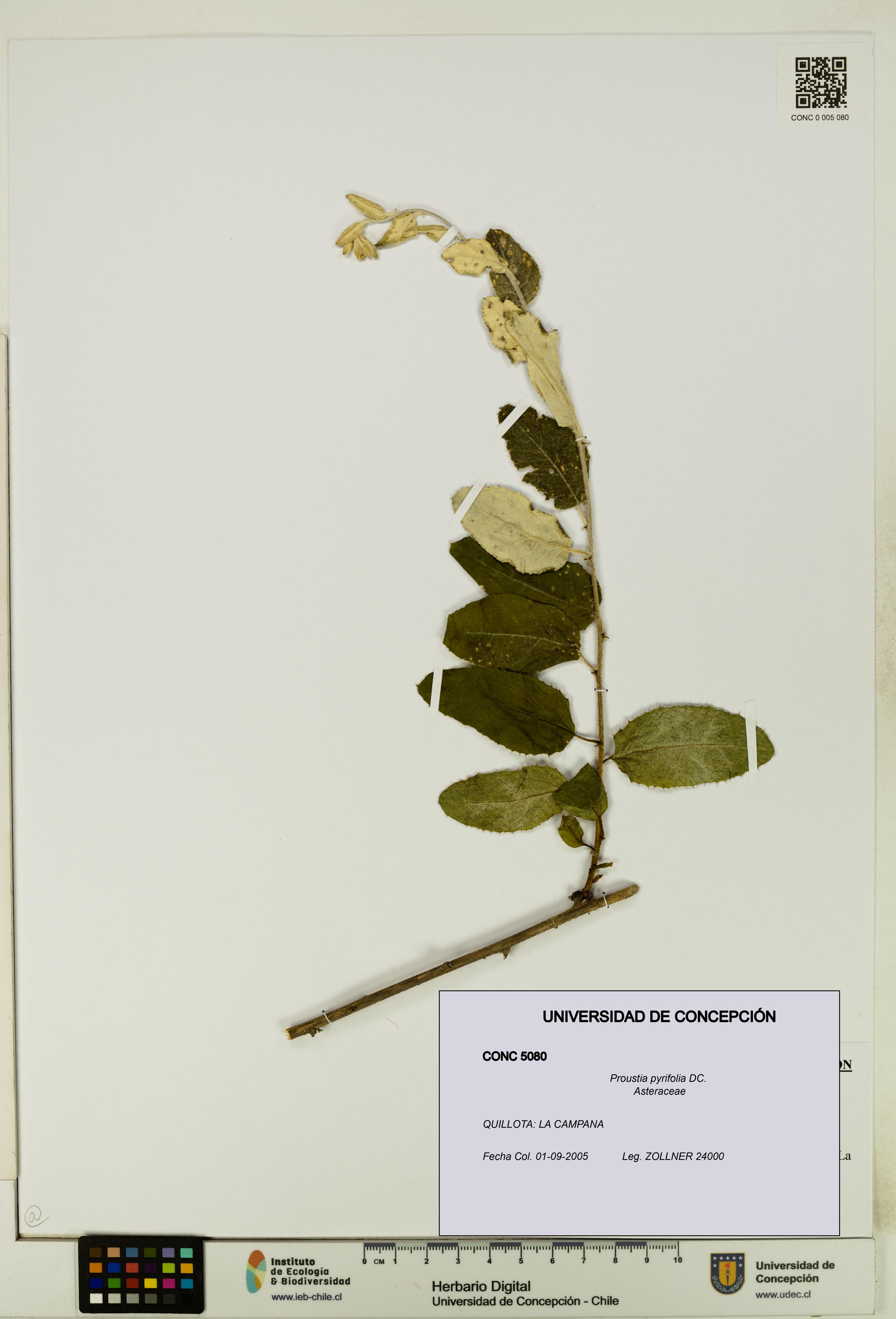 Proustia pyrifolia [Espécimen: UDEC:CONC:0005080]