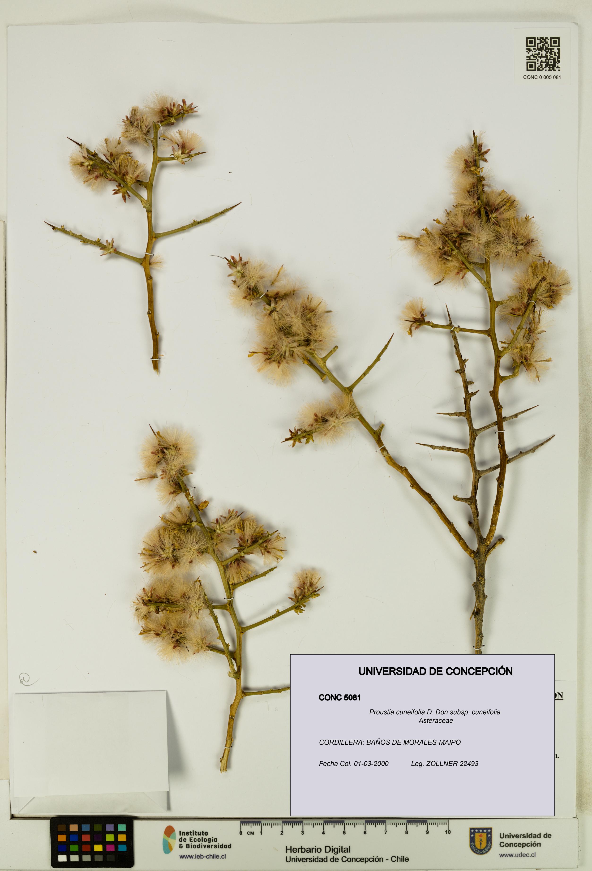 Proustia cuneifolia subsp. cuneifolia [Espécimen: UDEC:CONC:0005081]