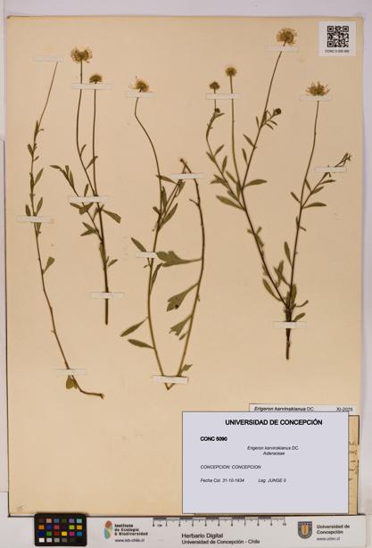 Erigeron karvinskianus [Espécimen: UDEC:CONC:0005090]