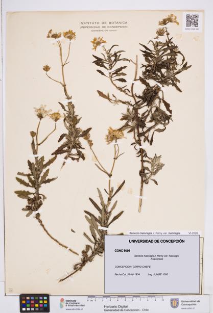 Senecio haloragis var. haloragis [Espécimen: ]