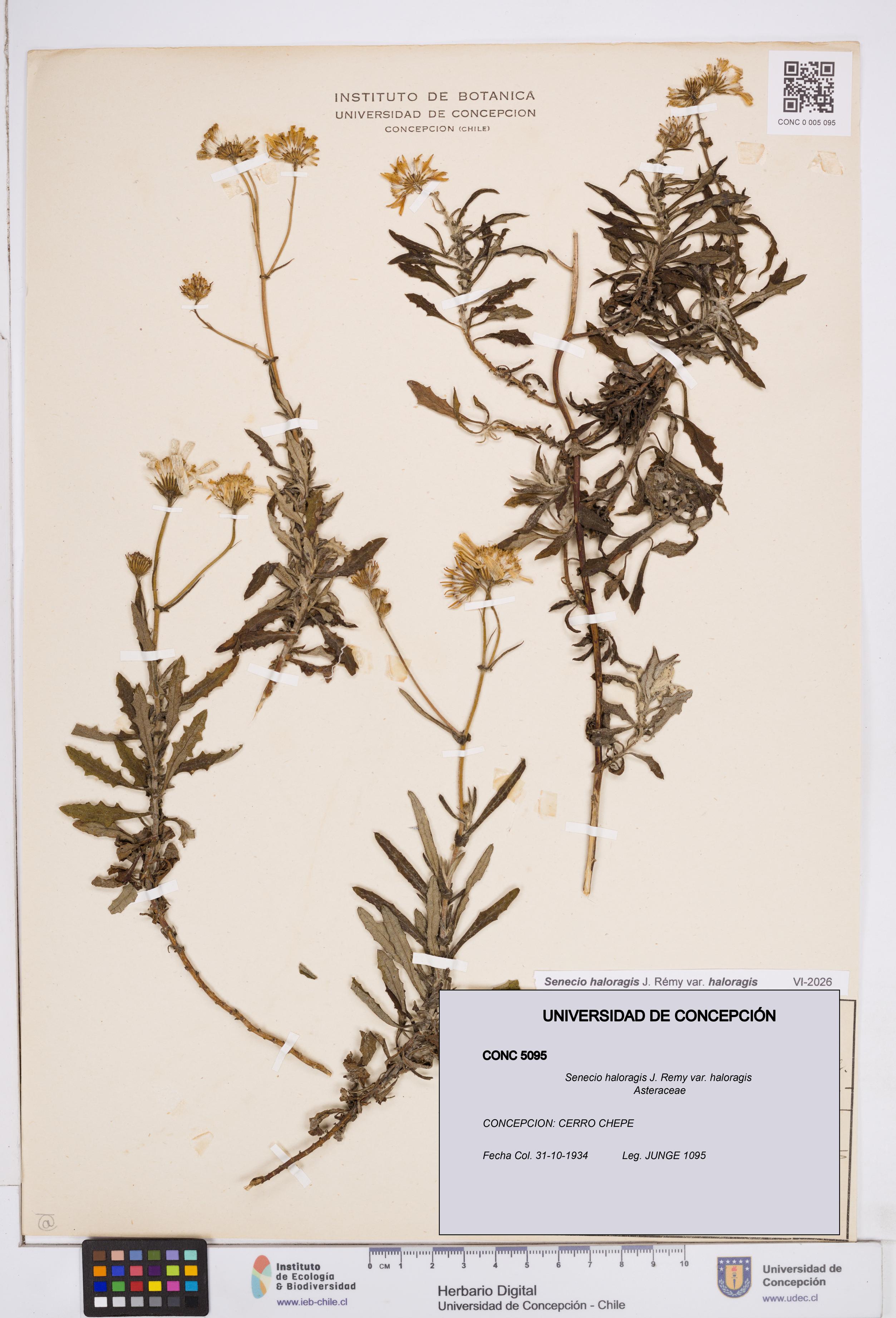 Senecio haloragis var. haloragis [Espécimen: ]