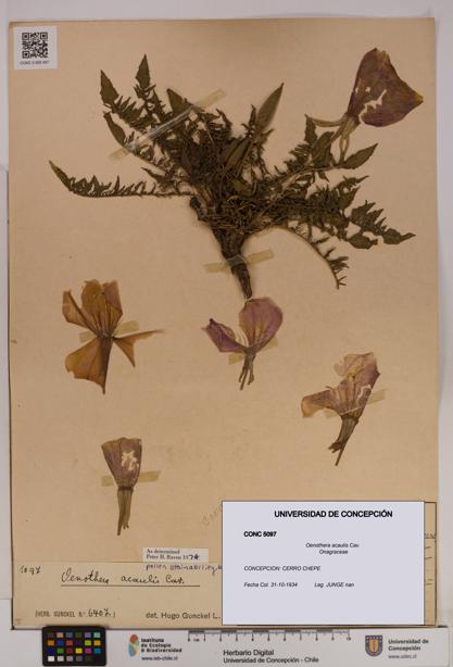 Oenothera acaulis [Espécimen: UDEC:CONC:0005097]
