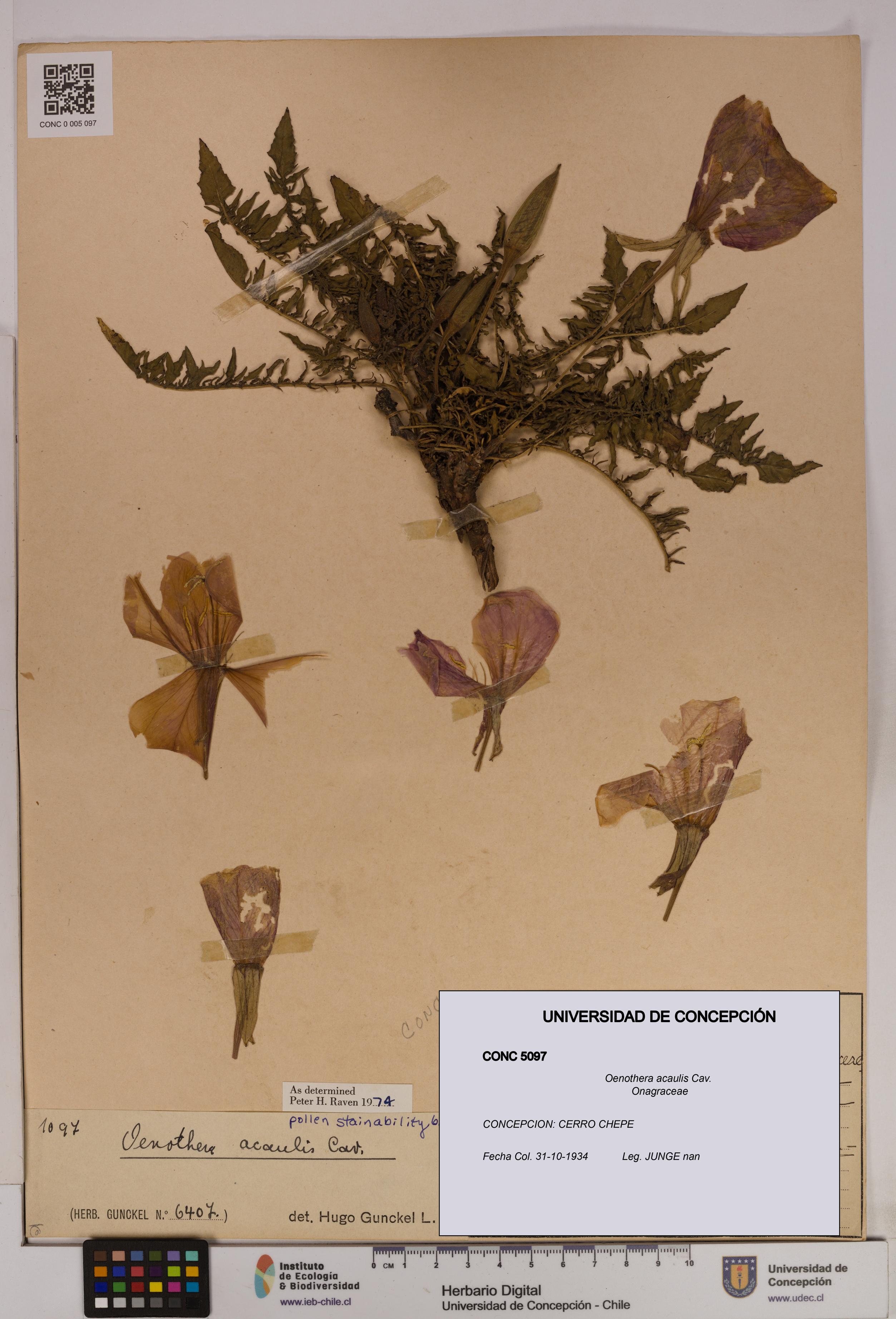 Oenothera acaulis [Espécimen: UDEC:CONC:0005097]