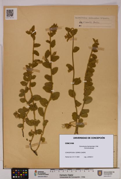 Convolvulus hermanniae [Espécimen: UDEC:CONC:0005100]