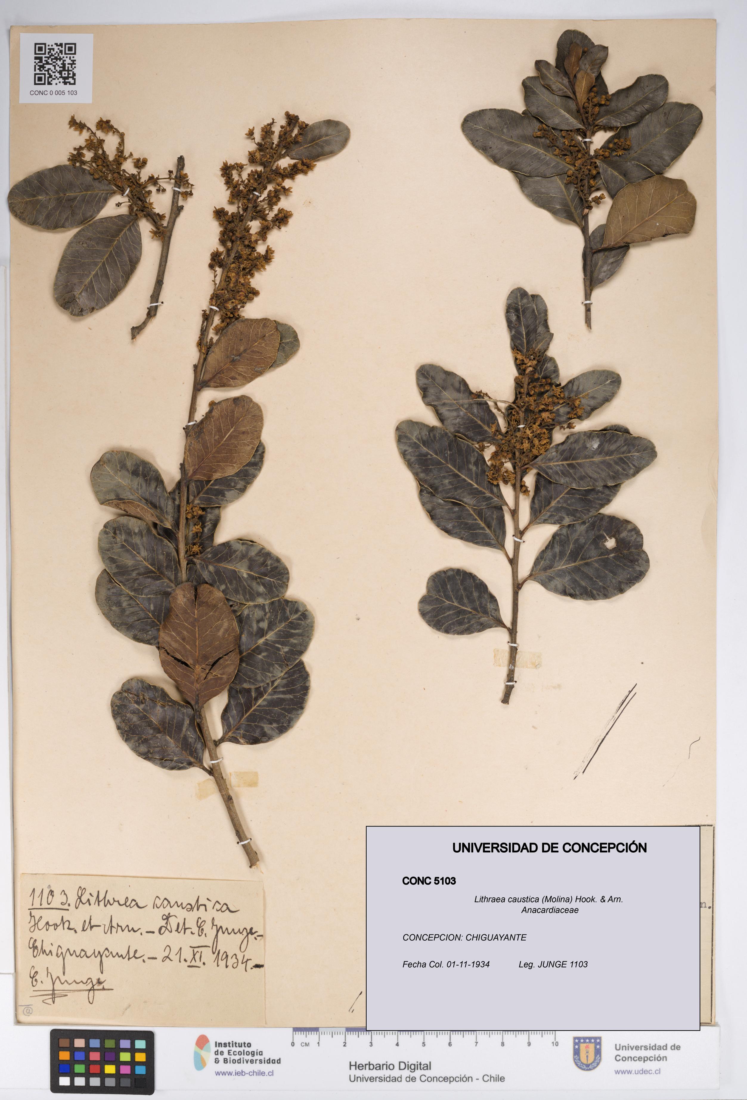 Lithraea caustica [Espécimen: UDEC:CONC:0005103]