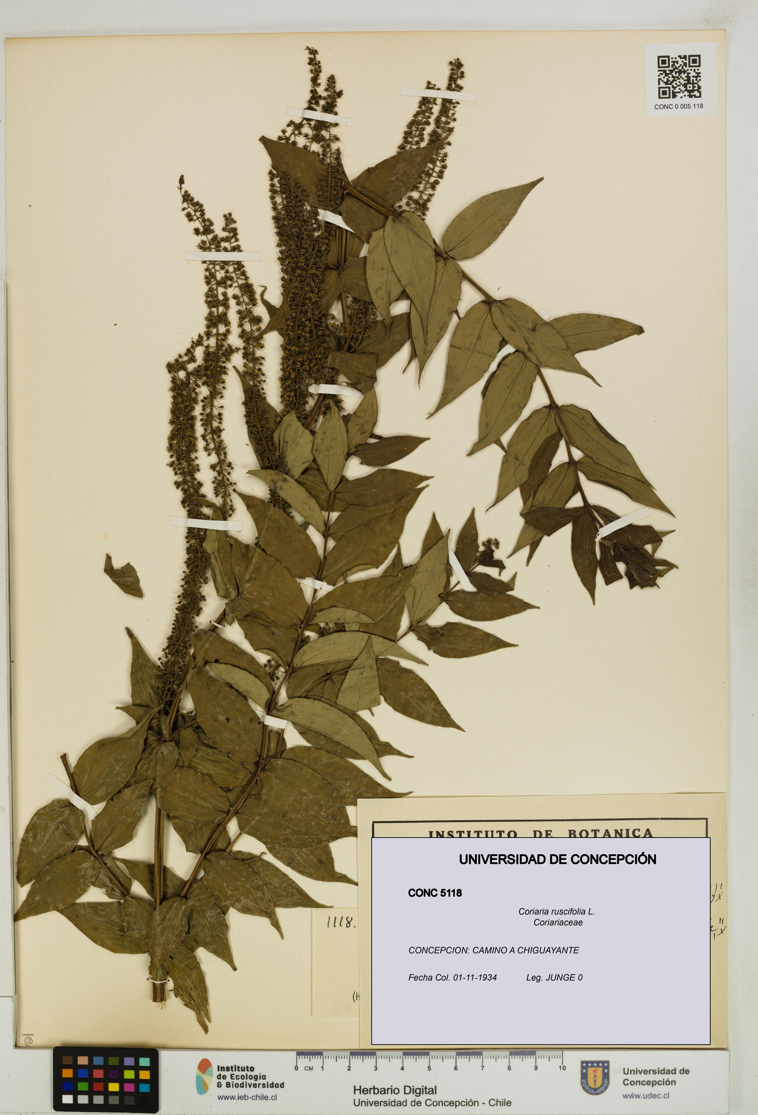 Coriaria ruscifolia [Espécimen: ]