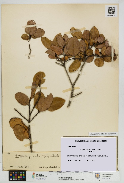 Cryptocarya alba [Espécimen: UDEC:CONC:0005121]