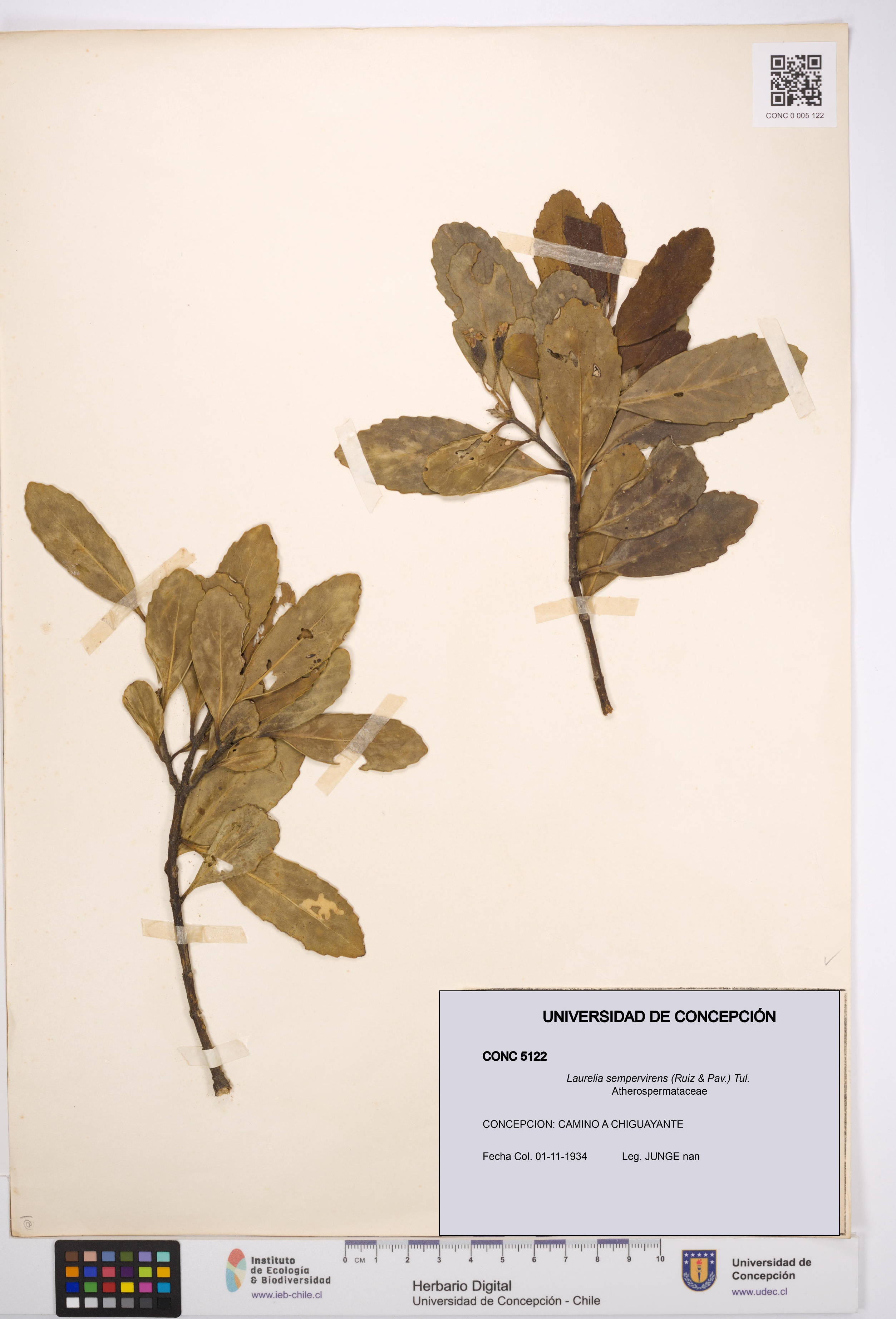 Laurelia sempervirens [Espécimen: UDEC:CONC:0005122]